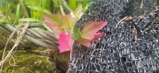 【捕捉初夏之美】綠色世界