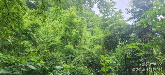 【捕捉初夏之美】綠色世界