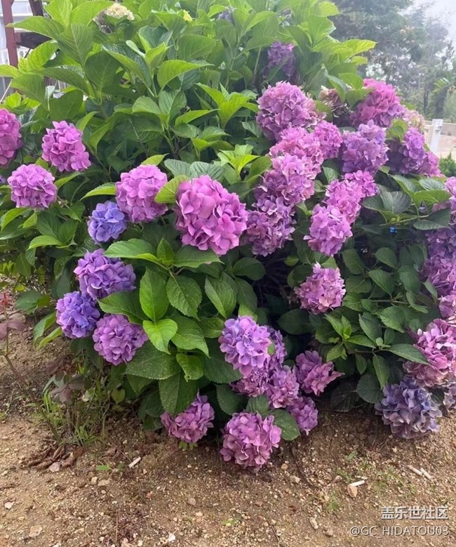 【初夏的顏色】美麗花兒