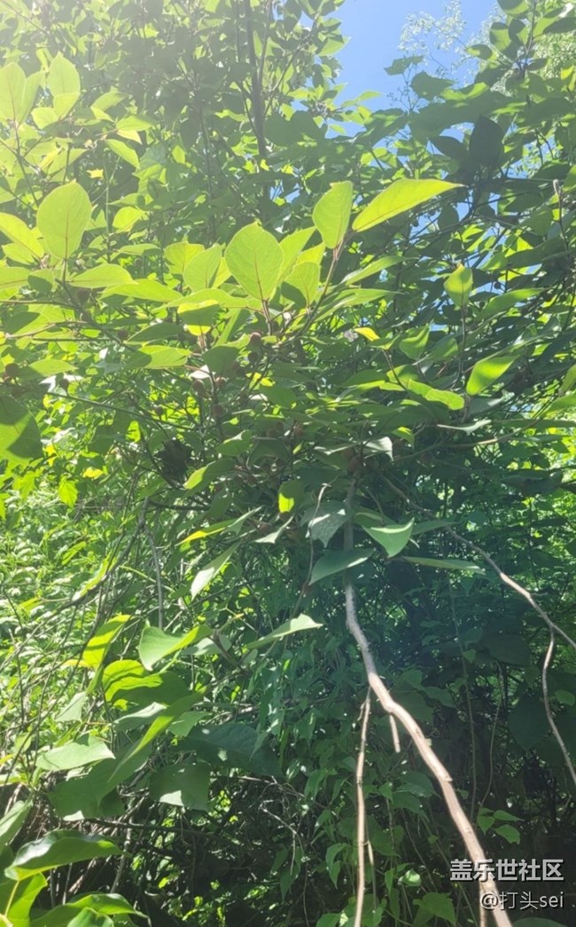 【捕捉初夏之美】果實(shí)