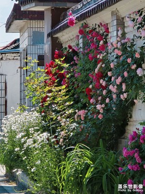 【春深夏淺】+那些花兒
