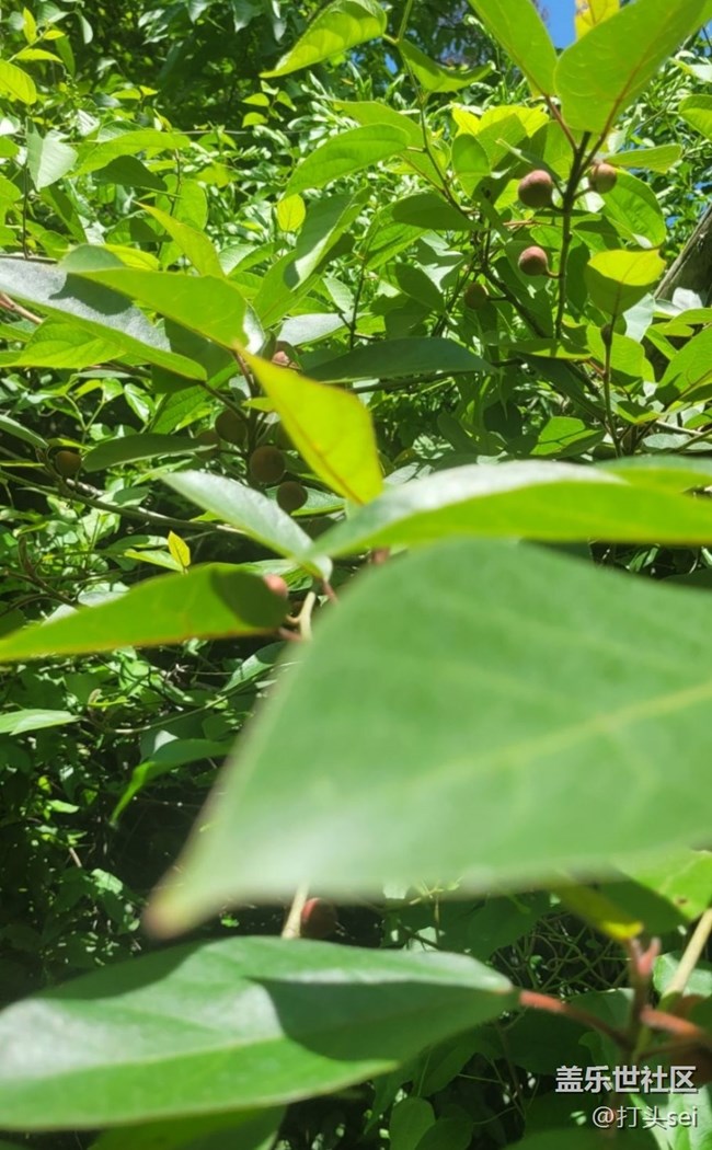 【捕捉初夏之美】果實(shí)