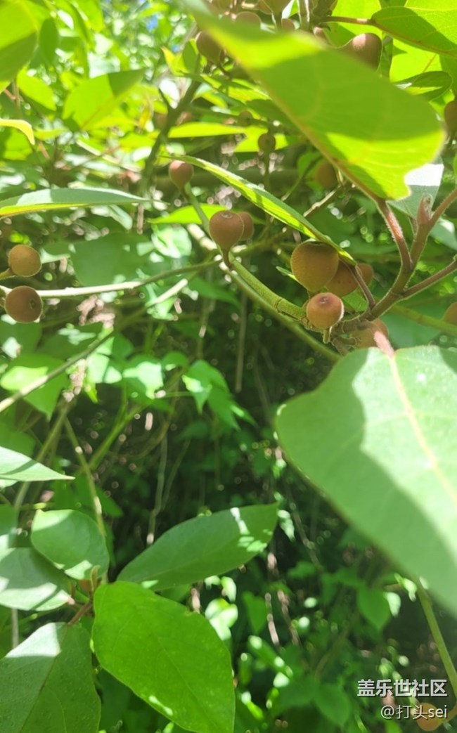 【捕捉初夏之美】果實(shí)