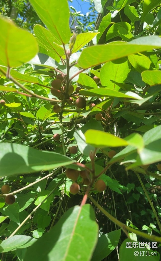 【捕捉初夏之美】果實(shí)