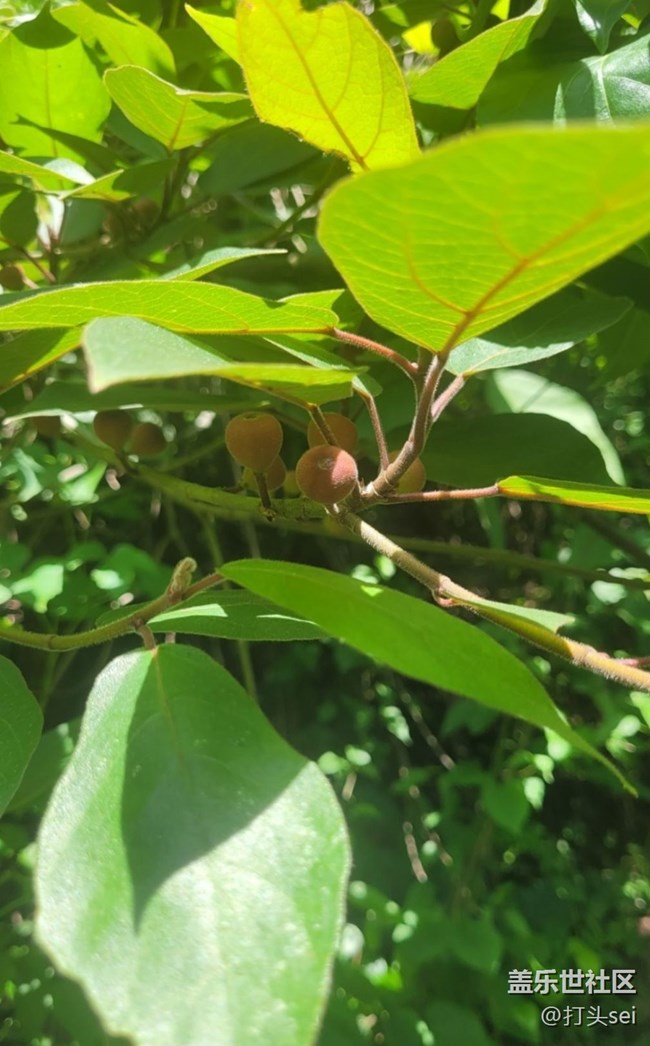 【捕捉初夏之美】果實(shí)