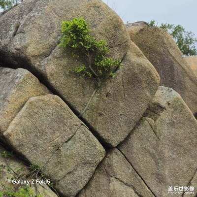 夾縫中求生的植物
