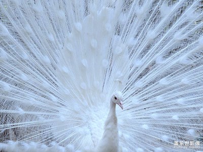 孔雀開屏（二）