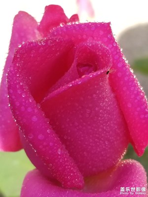 【春深夏淺】+玫瑰花開