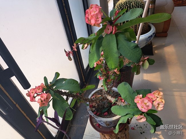 【花開春來】辦公室的花