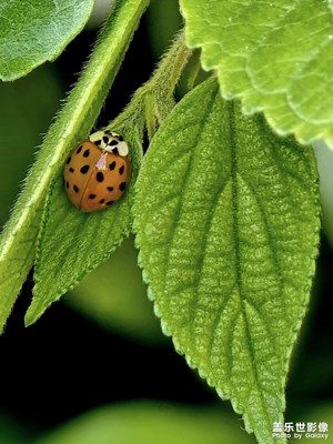 【春深夏淺】+24U鏡頭下的微觀世界