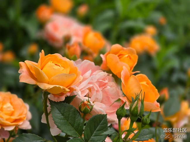 #五月的休閑時光——月季花