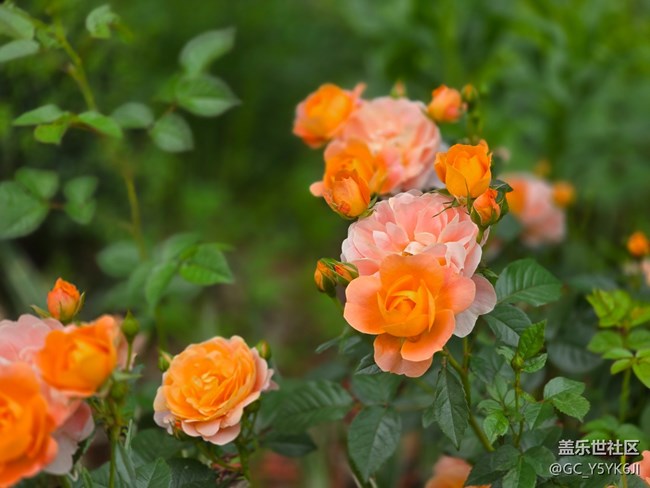 #五月的休閑時光——月季花