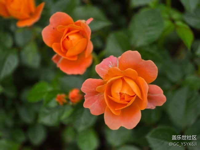 #五月的休閑時光——月季花