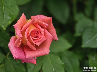 【春深夏淺】雨中月季