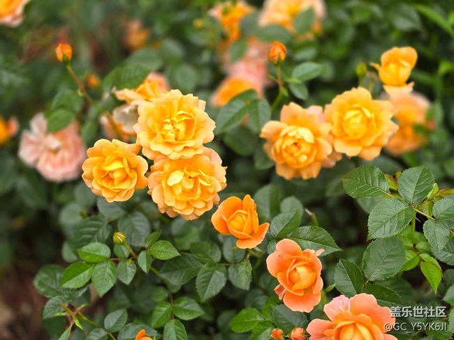 #五月的休閑時光——月季花