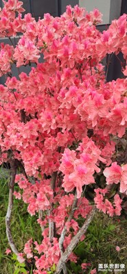 【春深夏淺】+記錄生活