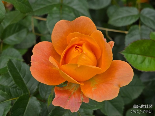 #五月的休閑時光——月季花