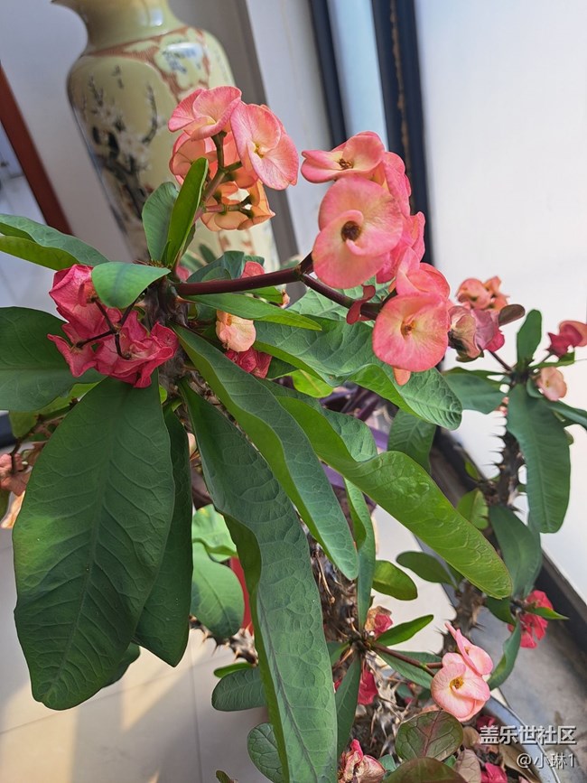 【花開春來】辦公室的花