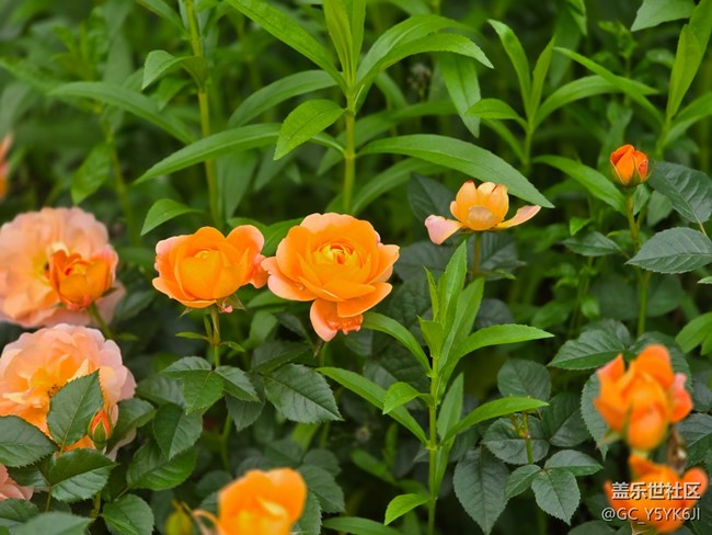 #五月的休閑時光——月季花