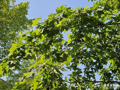 【春深夏淺】+愛上春天