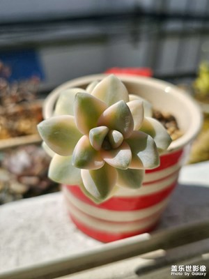 辦公室的小家伙們??????