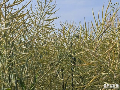 【春深夏淺】+油菜田