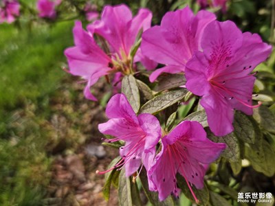【春深夏淺】+春之景
