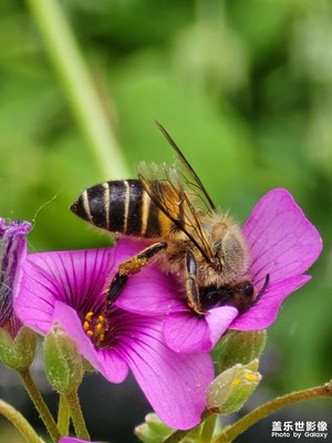 【悠閑時(shí)光】+24ultra微距