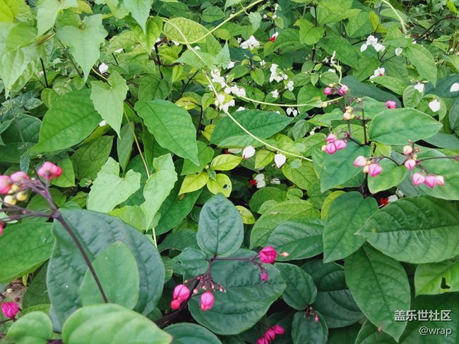 【最美的花朵】花開燦爛
