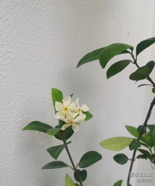 【初夏的顏色】墻角美景