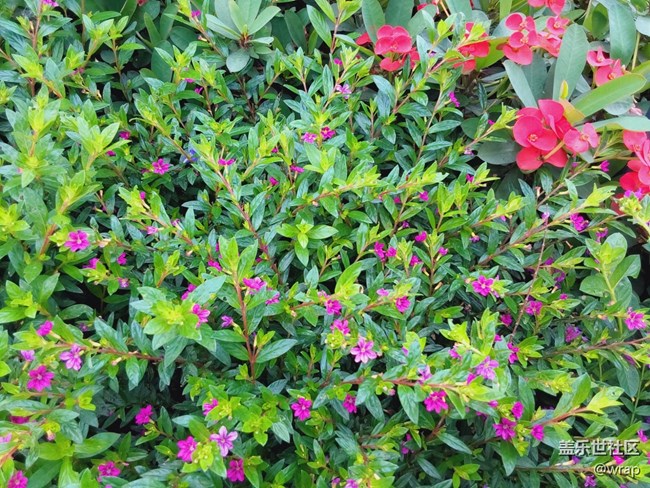 【最美的花朵】花開燦爛