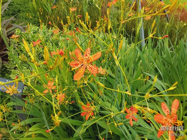 【最美的花朵】花開燦爛