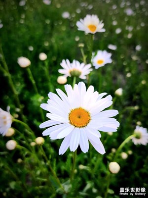 【悠閑時光】+ 欣賞花花草草