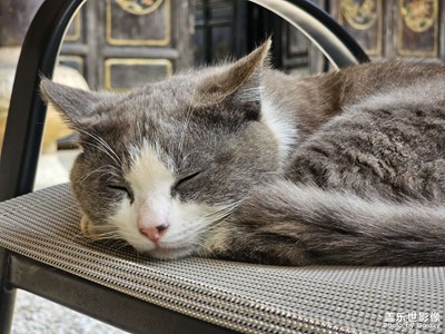 【悠閑時(shí)光】+ 幸福貓生