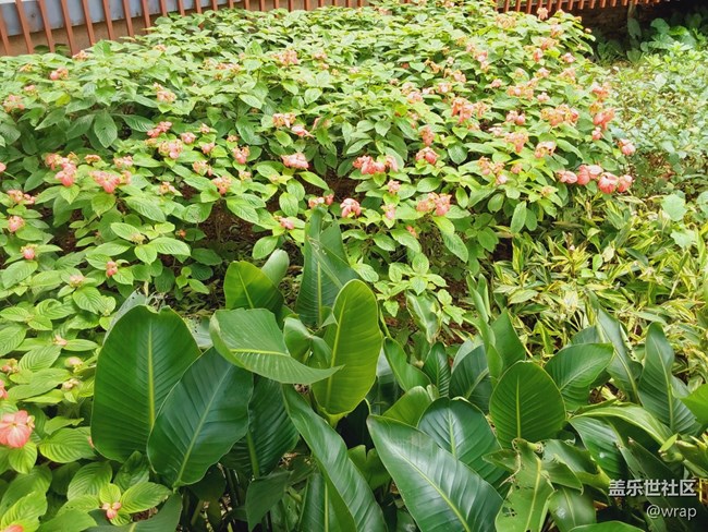 【最美的花朵】花開燦爛