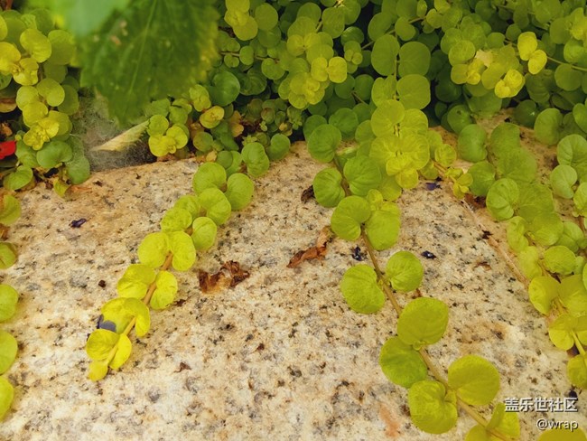 【最美的花朵】花開燦爛