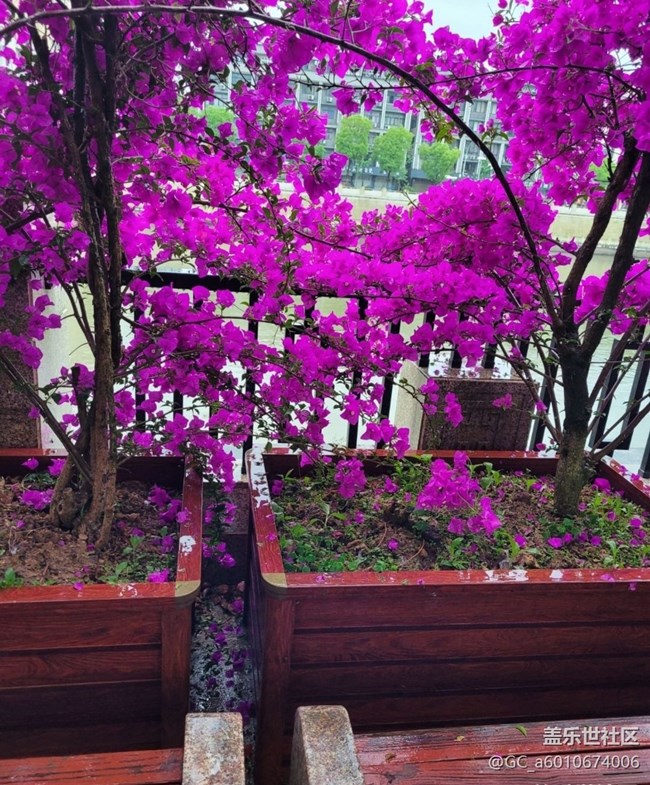 【初夏的顏色】花開茂盛