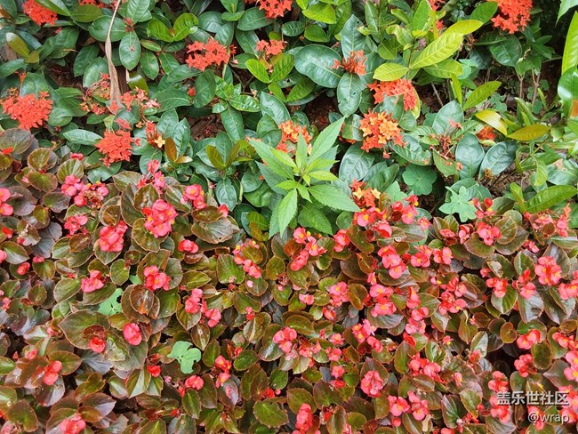 【最美的花朵】美麗的花