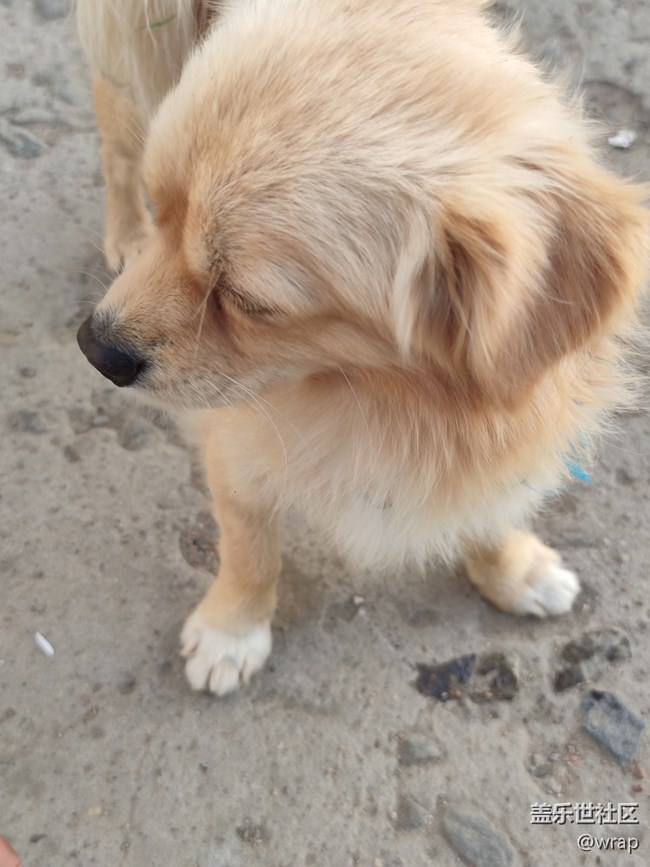 【陪伴我的動(dòng)物伙伴】奶奶家的小狗