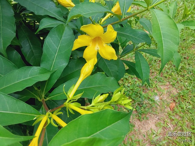 【最美的花朵】美麗的花
