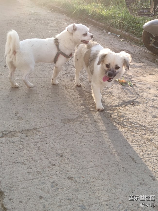 【陪伴我的動(dòng)物伙伴】奶奶家的小狗