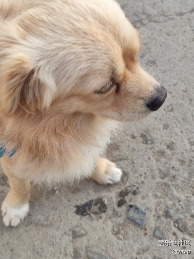 【陪伴我的動(dòng)物伙伴】奶奶家的小狗