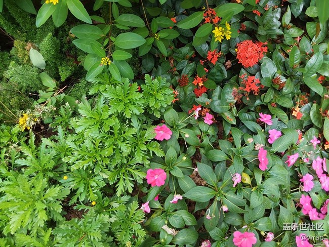 【最美的花朵】美麗的花