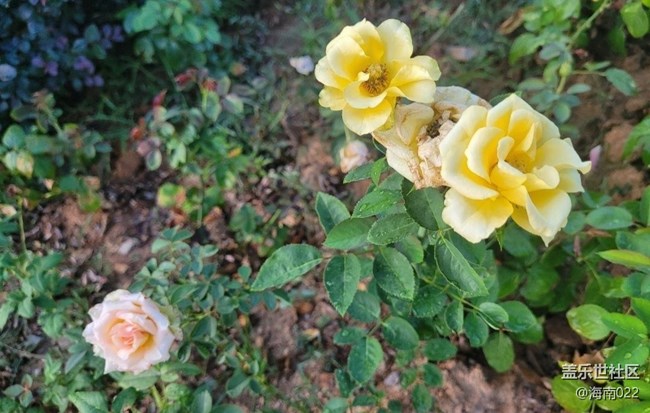 【初夏的顏色】五彩玫瑰