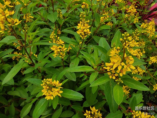 【最美的花朵】美麗的花