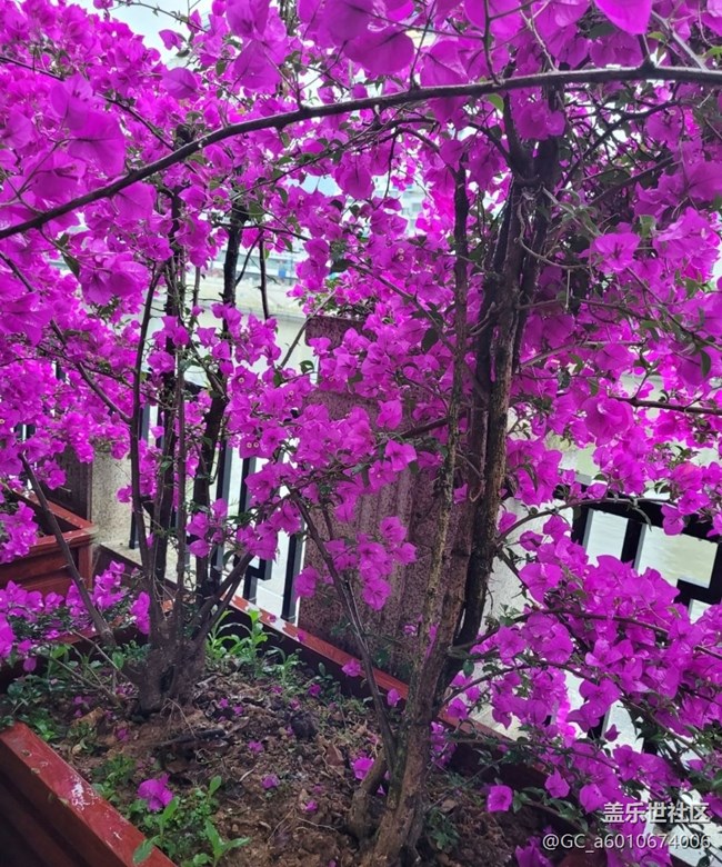 【初夏的顏色】花開茂盛