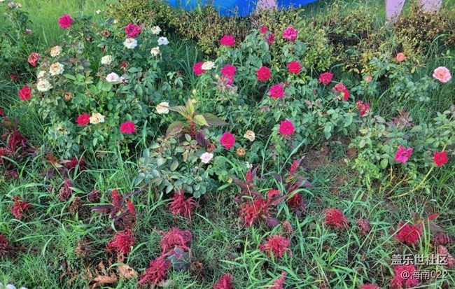 【初夏的顏色】五彩玫瑰