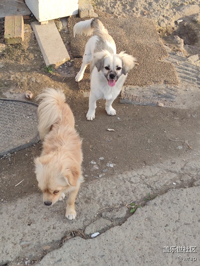 【陪伴我的動(dòng)物伙伴】奶奶家的小狗