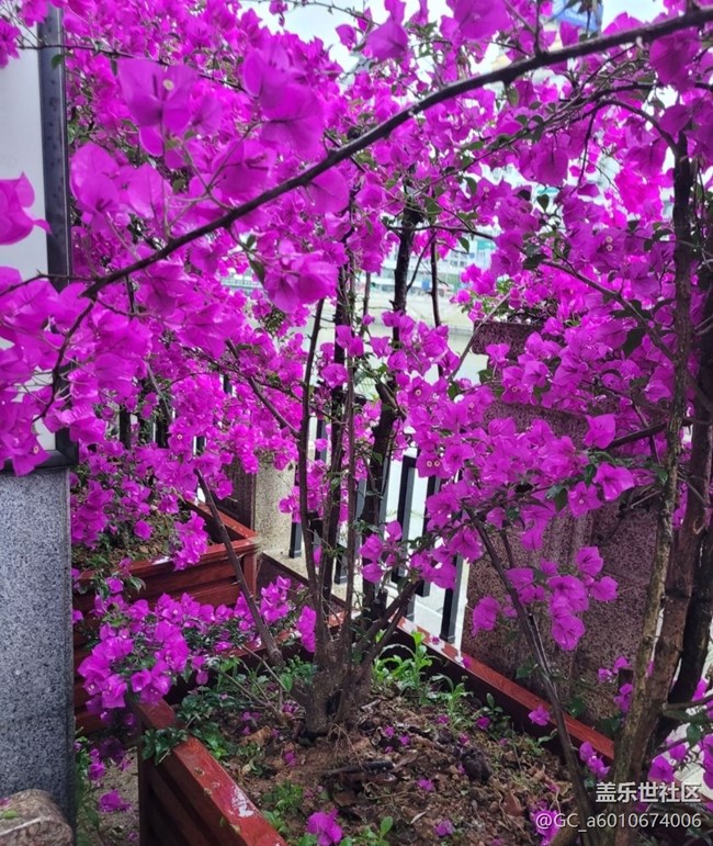 【初夏的顏色】花開茂盛