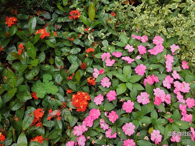 【最美的花朵】美麗的花